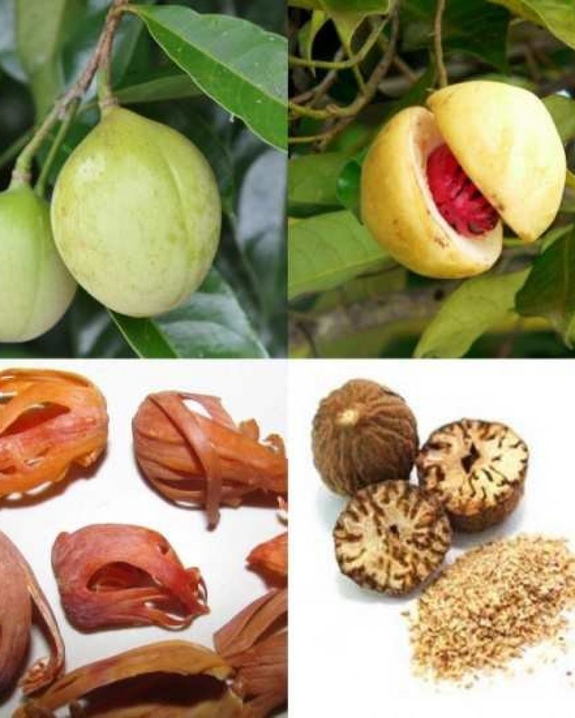 Nutmeg-fruit-top-dried-mace-bottom-left-nutmeg-seed-bottom-right