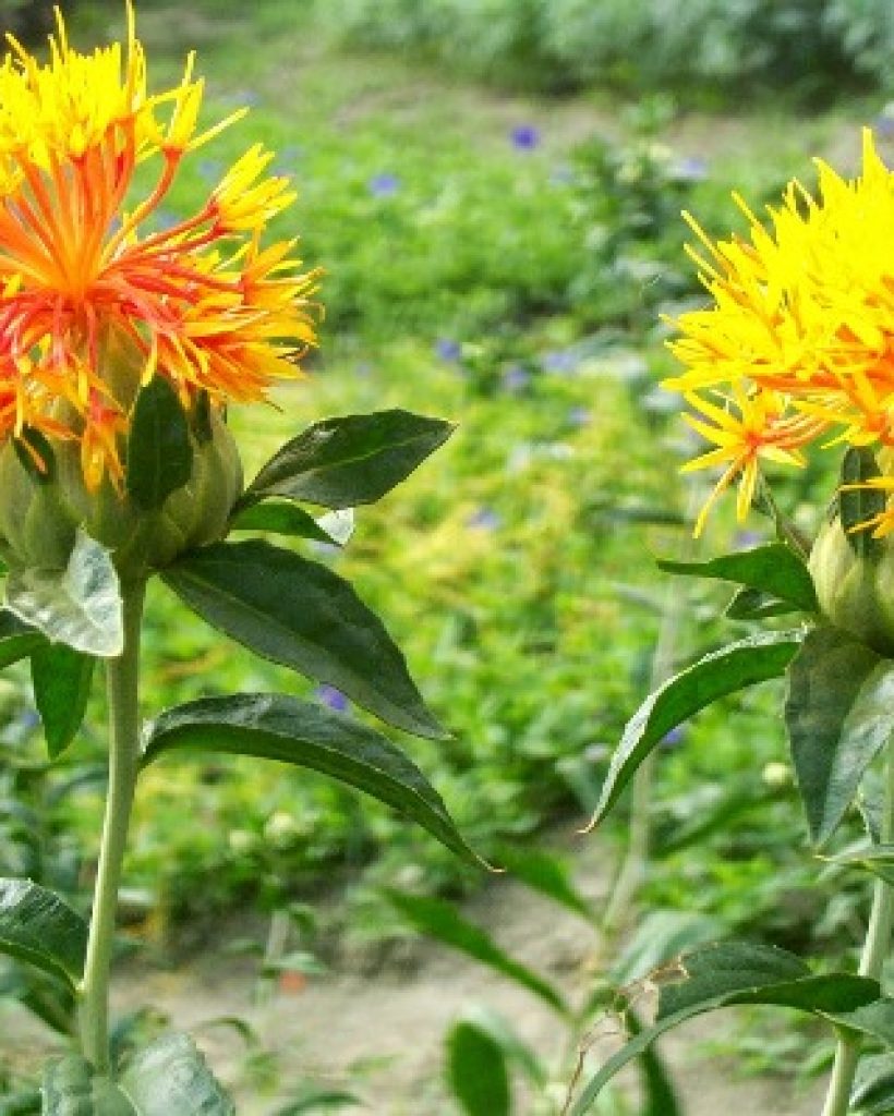 Safflower-Cultivation