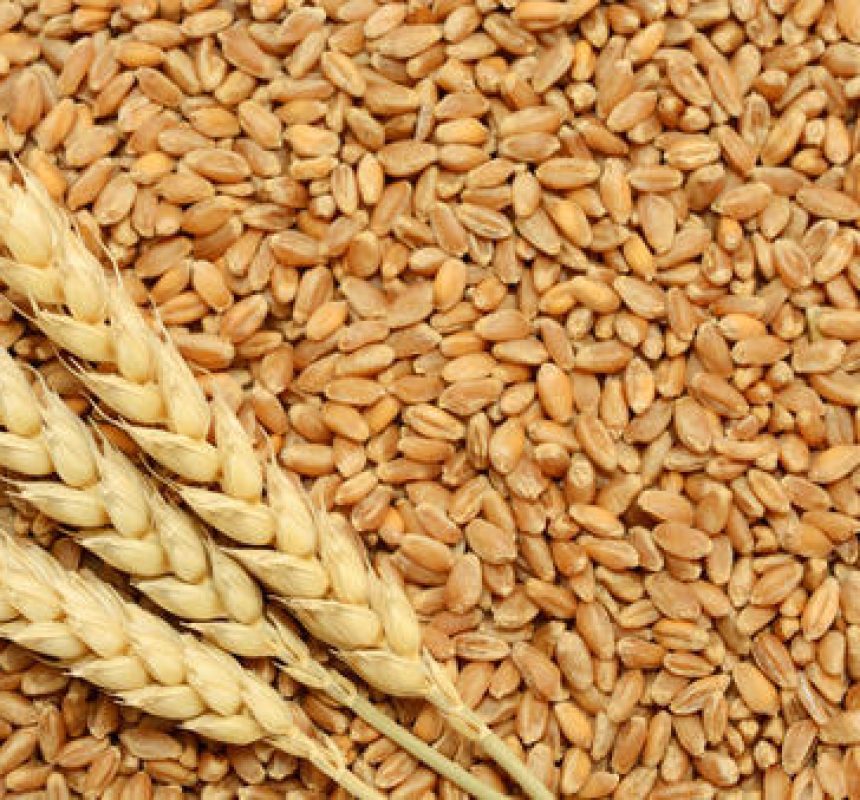 fresh-wheat-crop-500x500